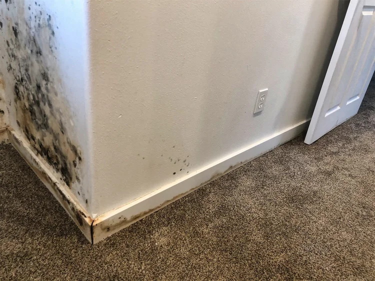 Mold growth along wall base inside residential property