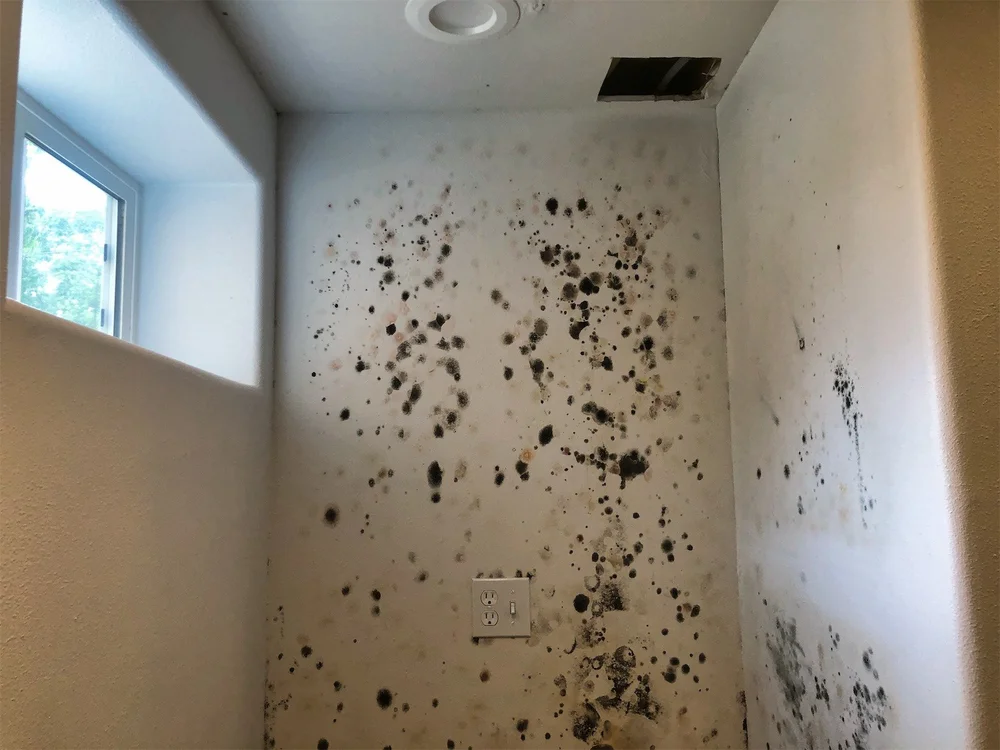 Visible mold contamination on interior wall surface