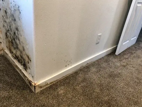 Mold growth along a wall and baseboard